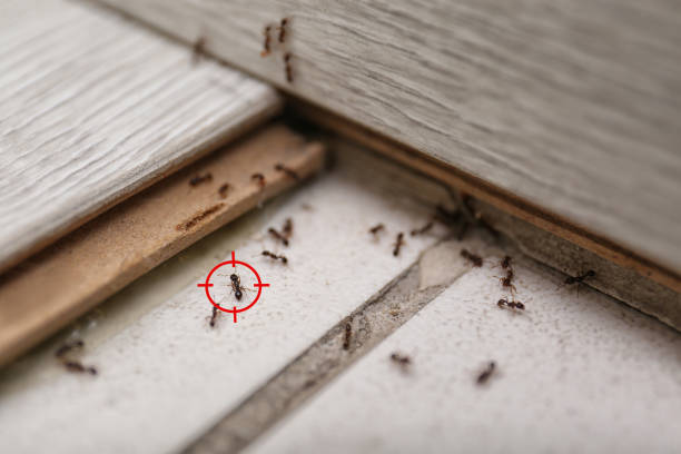 Best Mosquito Control Services  in Dequincy, LA