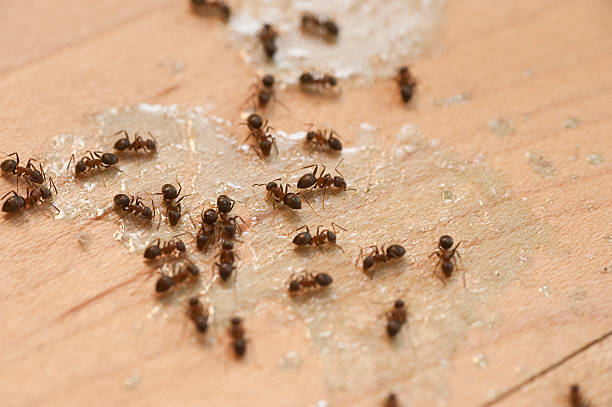 Best Insect Control  in Dequincy, LA