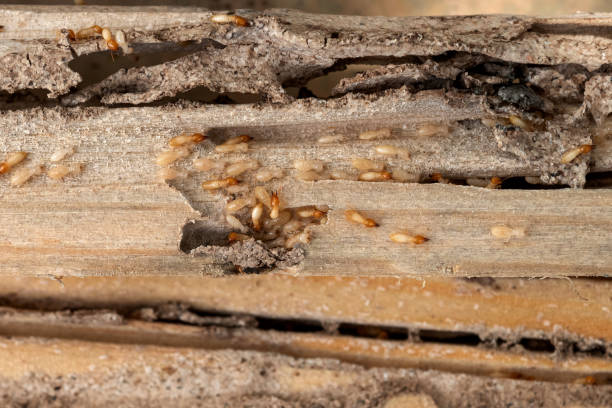 Best Termite Control Services  in Dequincy, LA