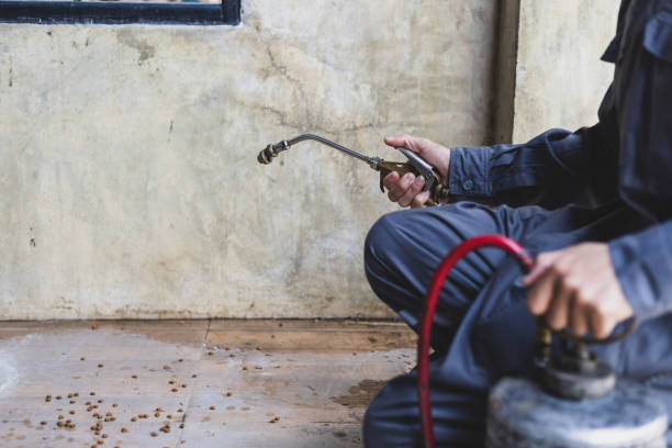 Best Wasp Removal Services  in Dequincy, LA